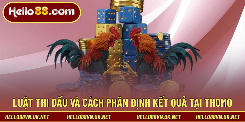 Đá Gà Thomo Hello88 | Trường Đấu Nổi Danh Cho Người Mới 2 Luật thi đấu và cách phân định kết quả tại Thomo