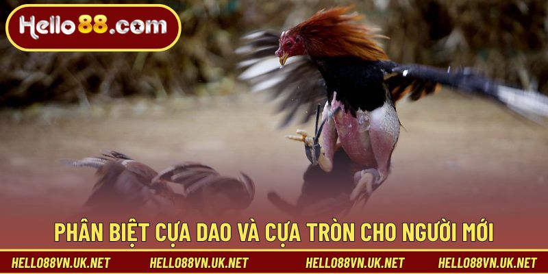 Phân biệt cựa dao và cựa tròn cho người mới